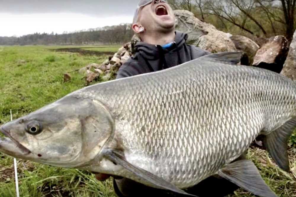 Самая большая рыба в калининградской области. Астраханский карась Буффало. Большой жерех. Огромный жерех. Гигантские рыбы России.