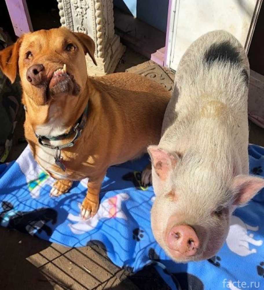 Собака свинья год. Собака свинья. Поросенок и щенок. Пес поросенок. Свинская собака.