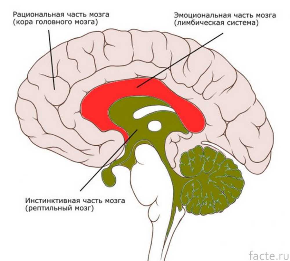 3 слоя мозга