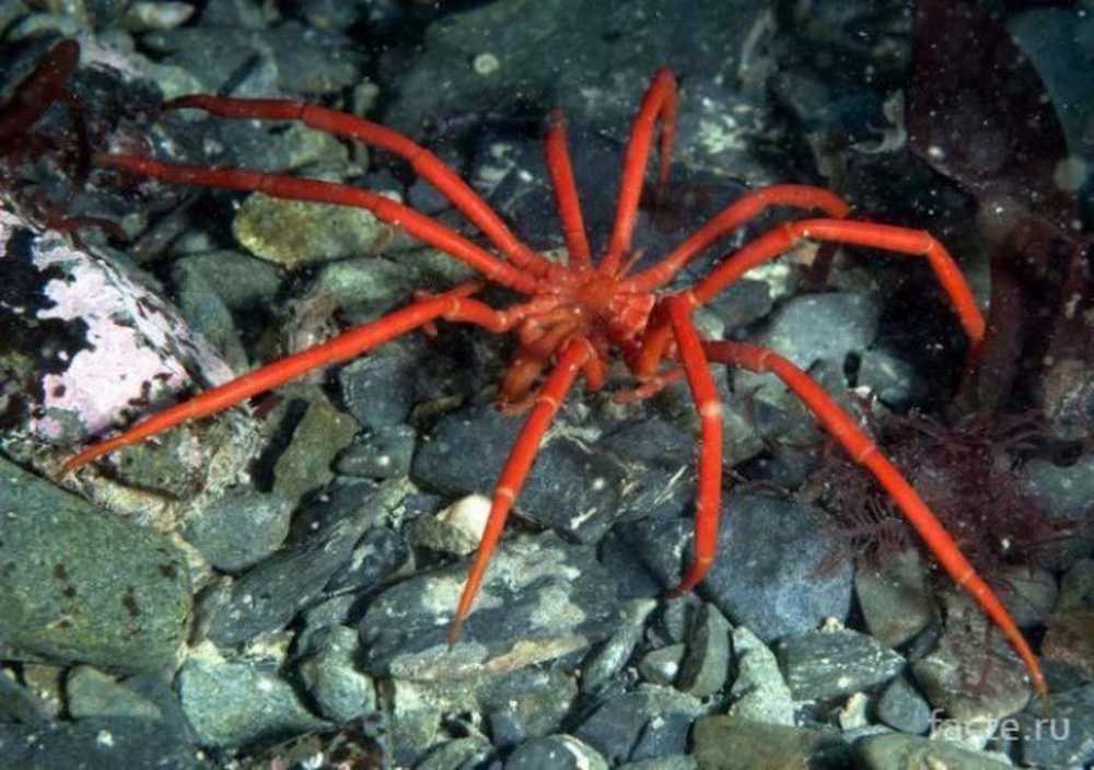 Картинки морского паука