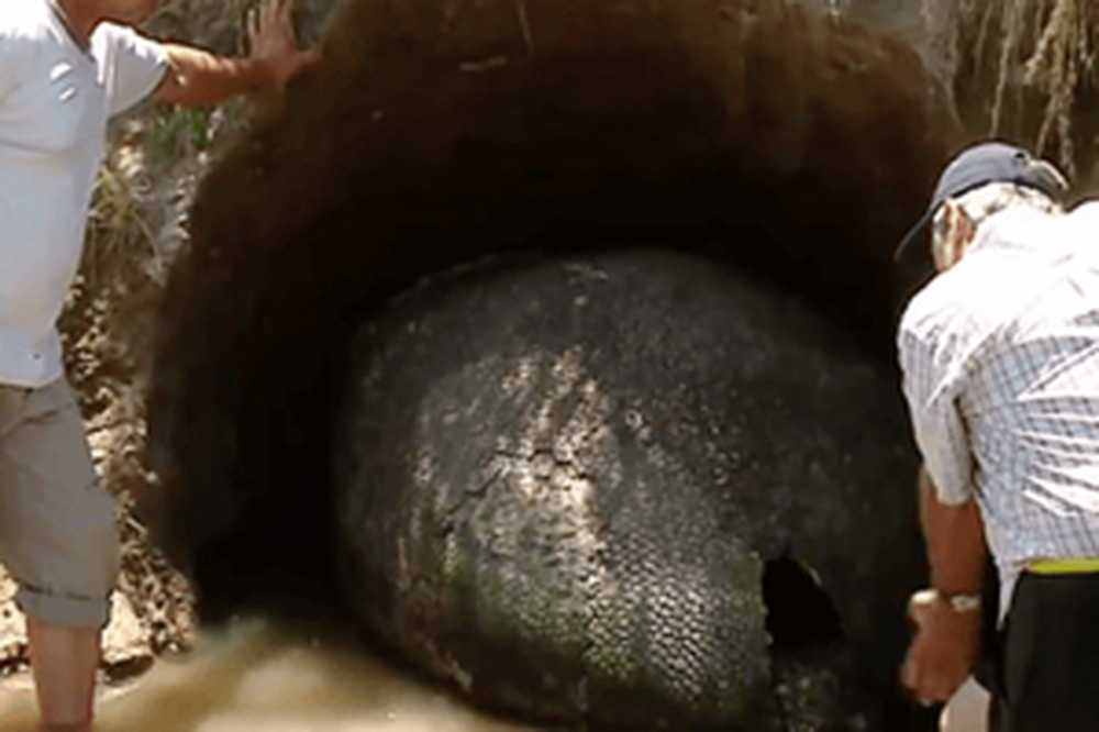 An explorer has found a dinosaur egg. Яйцо динозавра папье маше. An explorer has found a dinosaur egg. Гигантское яйцо динозавра. An explorer has found a dinosaur egg.