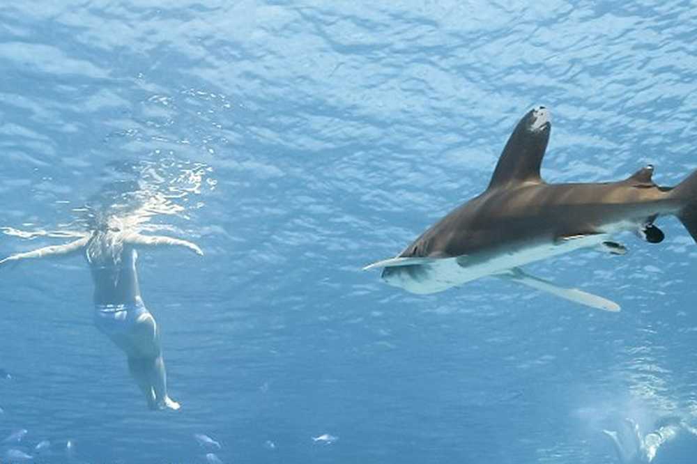 Нападение акул в шарм эль. Рифовая акула Шарм Эль Шейх. Египет красное море акулы.