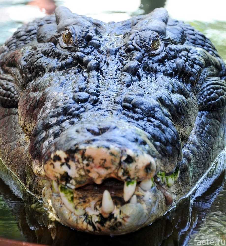 Крокодил крупно. Гребнистый крокодил и человек. Нильский крокодил. Дракон крокодил. Представители отряда крокодилов.