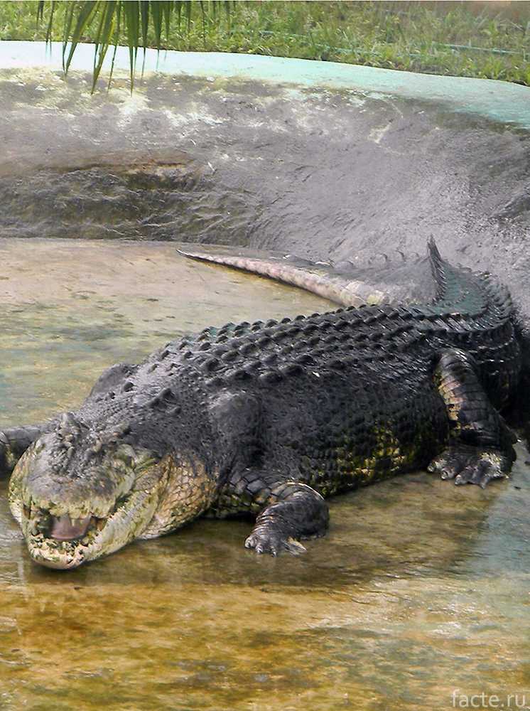 Самый большой аллигатор. Гигантский гребнистый крокодил. Гребнистый крокодил самый большой.