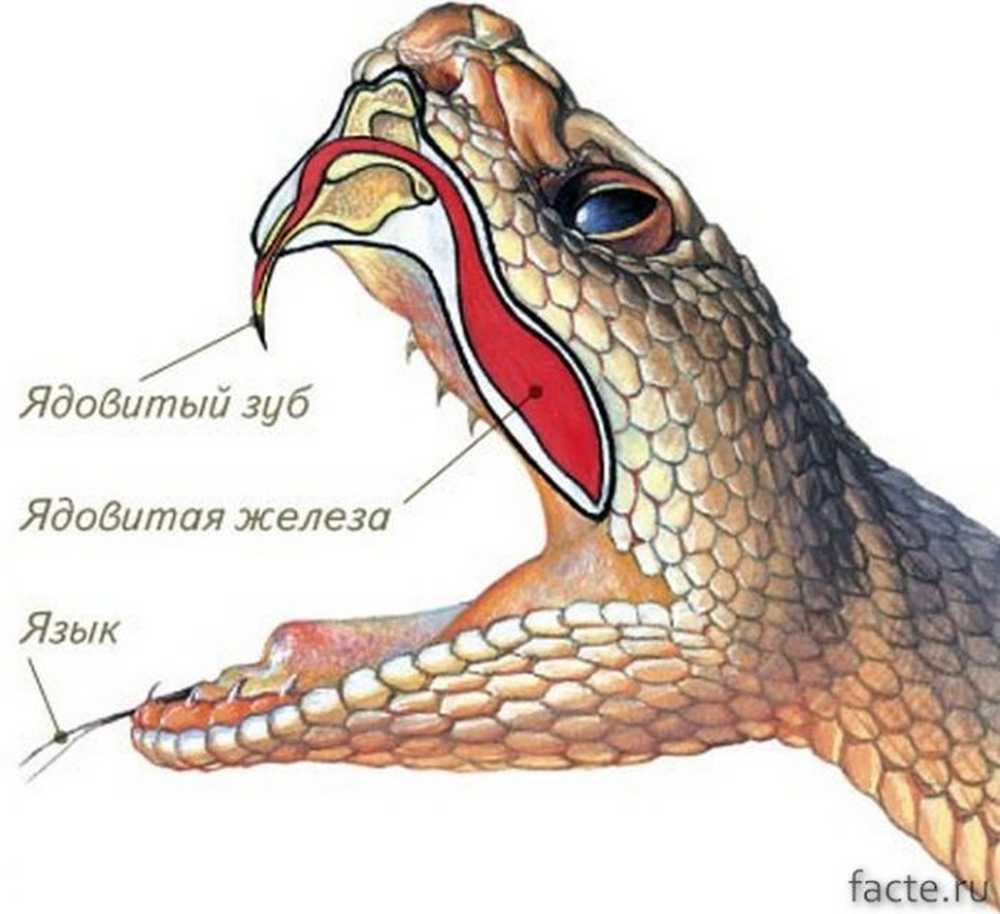 Какой признак внешнего строения змеи. Строение челюсти неядовитой змеи. Строение ядовитых зубов у змей. Ядовитые железы пресмыкающихся. Строение Клыков ядовитых змей.