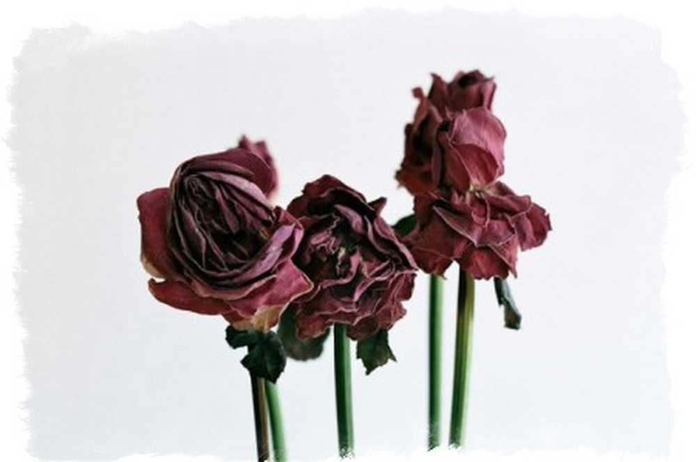 Что делать если тюльпаны завяли. Увядший цветок. Засохшие цветы. Высохшие цветы. Букет засохших роз.