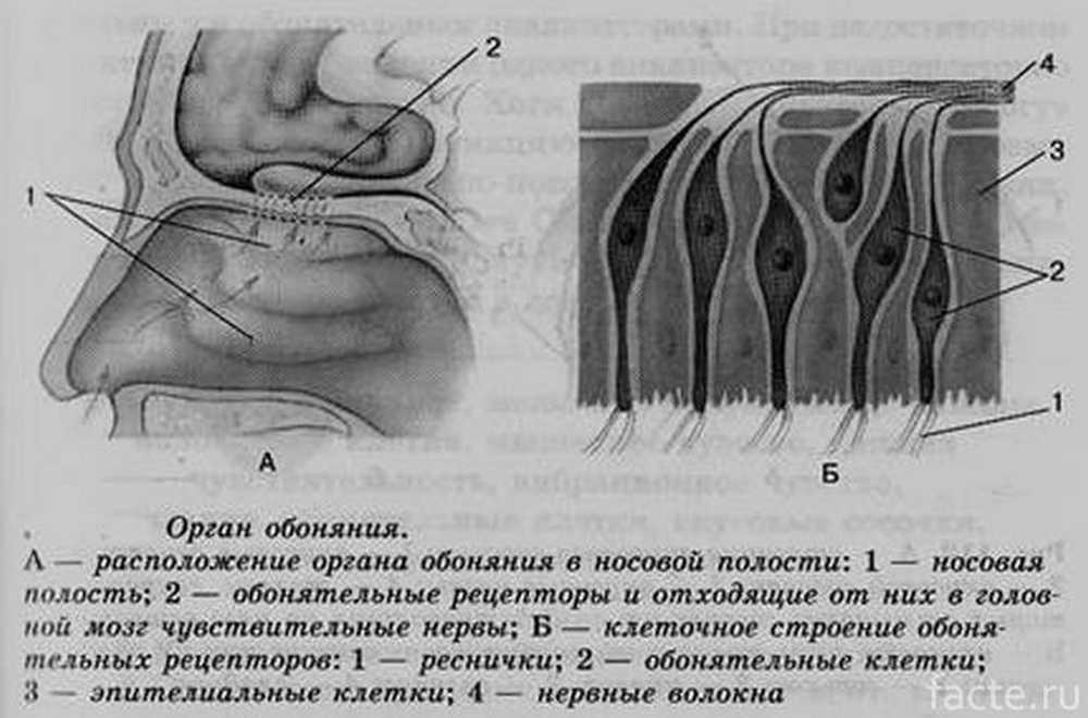 Обонятельная область носа