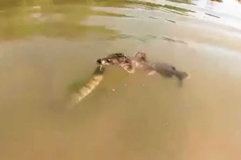 Нападают ли сомы на людей. Сом рыба. Самая большая рыба налим. Самая большая рыба сом. Нападают ли сомы на людей.