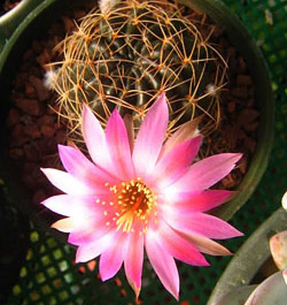 Кактус расцвел примета. Echinopsis pugionacantha. lobivia pugionacantha. к чему цветёт кактус в доме приметы.