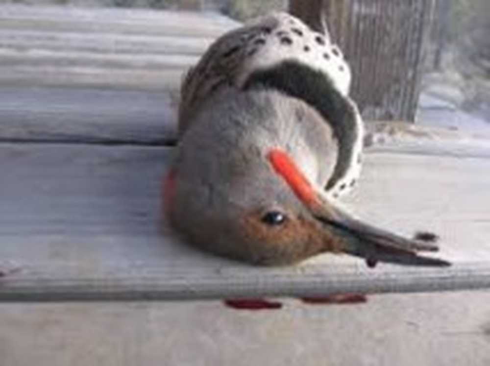Врезалась птица и улетела к чему. Птица разбилась об окно. Птица ударилась. Птица врезалась. Птица насмерть ударилась в окно.