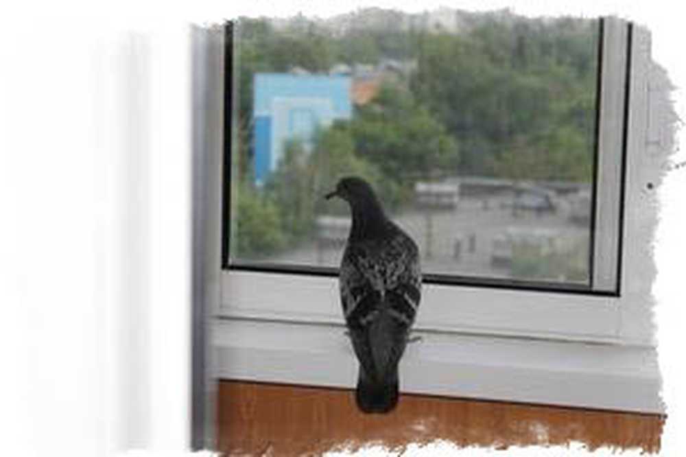 К чему на балкон прилетел. Птица на подоконнике. Птица залетела в дом примета. Залетел в окно. Птица влетела в дом.