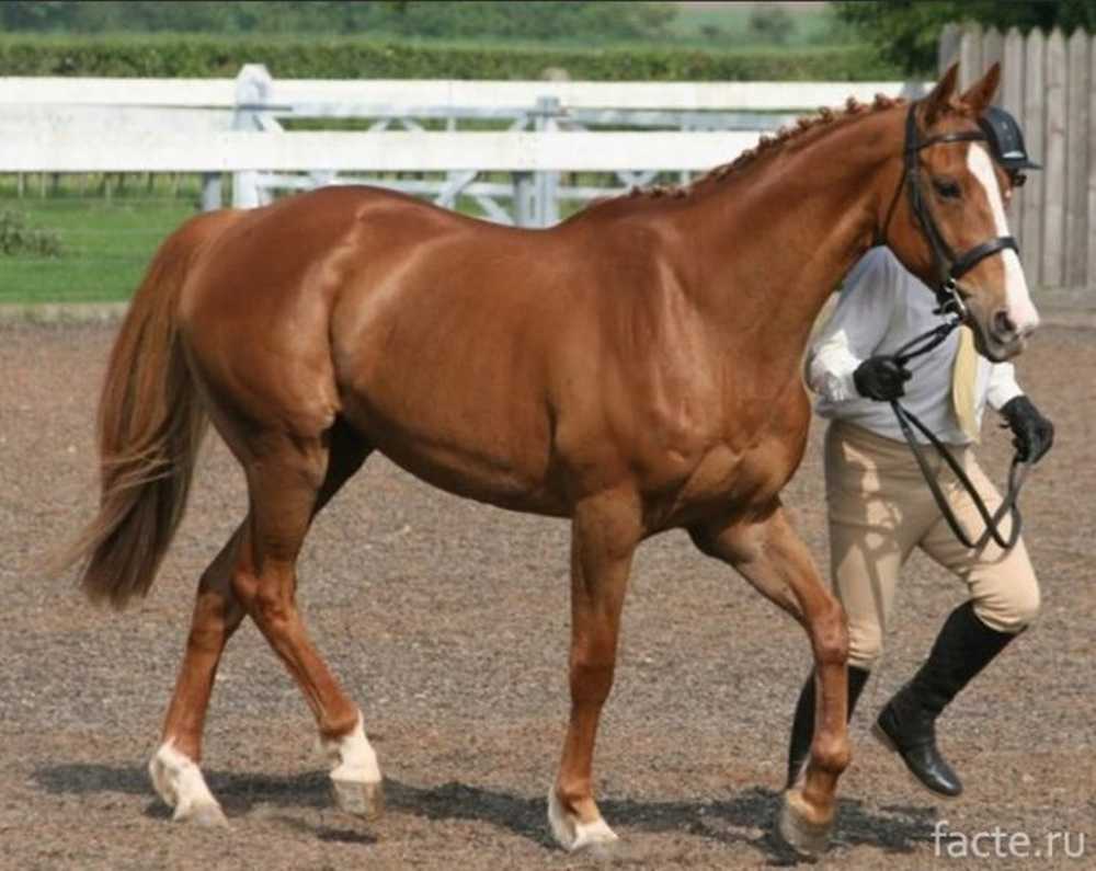 Сколько лошадей в мире. Грин манки лошадь. Шариф Дансер лошадь фото. Дорогие лошади. Самая дорогая лошадь.