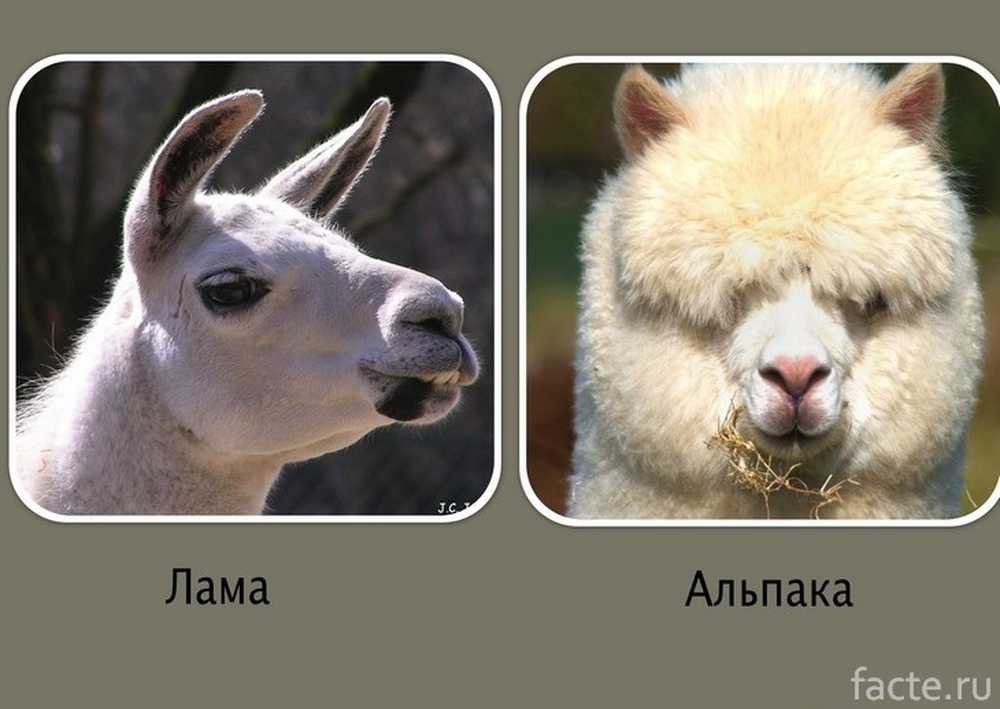 Como se llama la lechuga morada Como se llama la lechuga morada