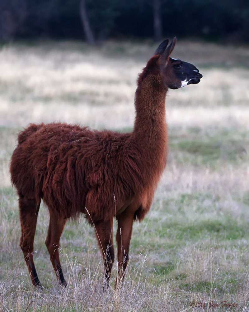 Альпака викунья лама. Лама альпака гуанако викунья. Гуанако или викунья. Викунья. Альпака викунья лама.