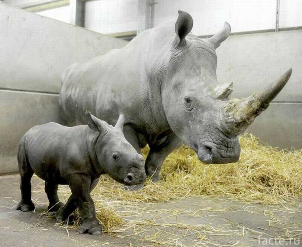 Бело черный носорог. Белый носорог. Чёрный носорог и белый носорог. Маленький белый носорог. Детеныш носорога.
