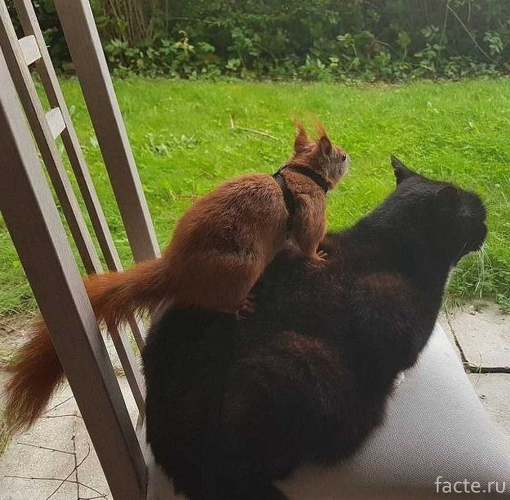 Кот И Белка Картинки
