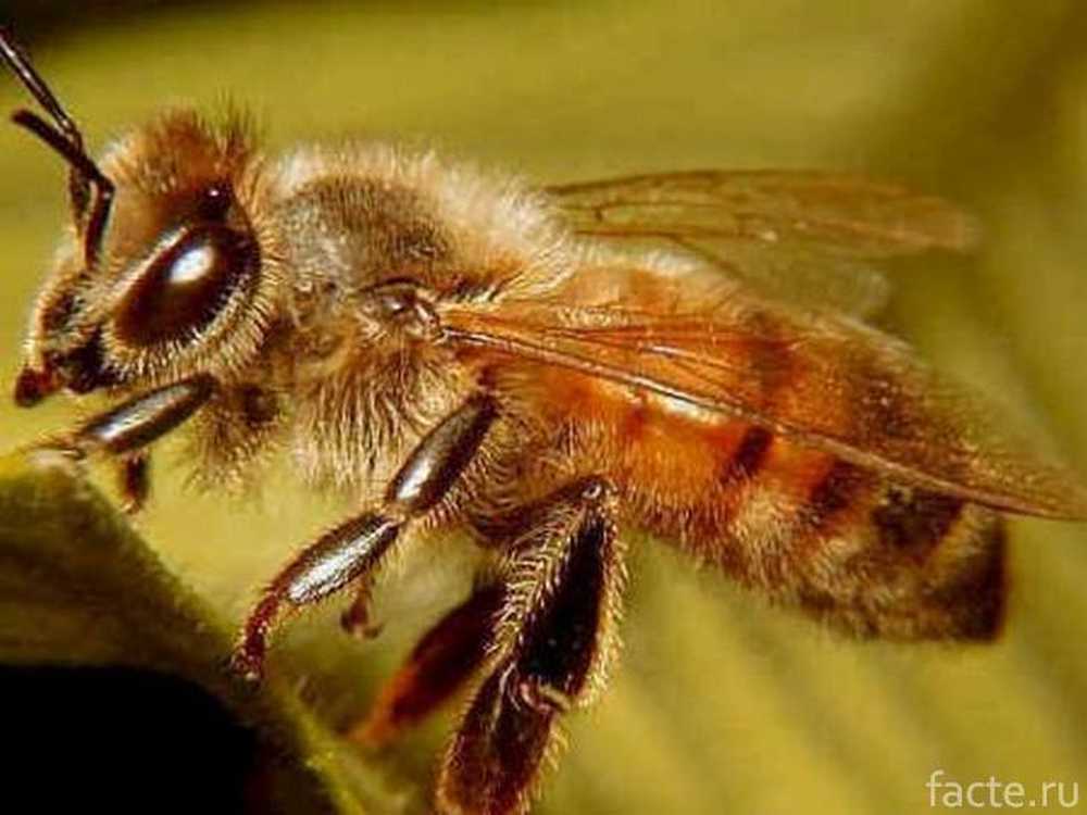Звук пчелы слушать. Пчела близко. Звук пчелы. Пчелиные звуки. 5 См пчела.