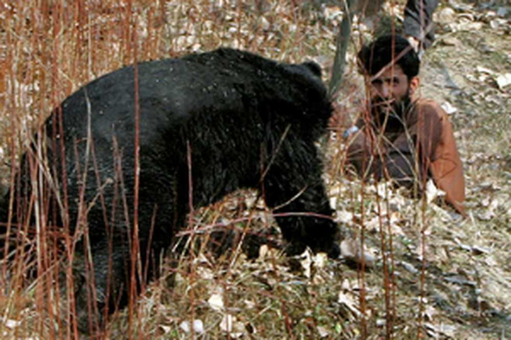 Bear own. Нож для охоты на медведя. Охота на гималайского медведя.