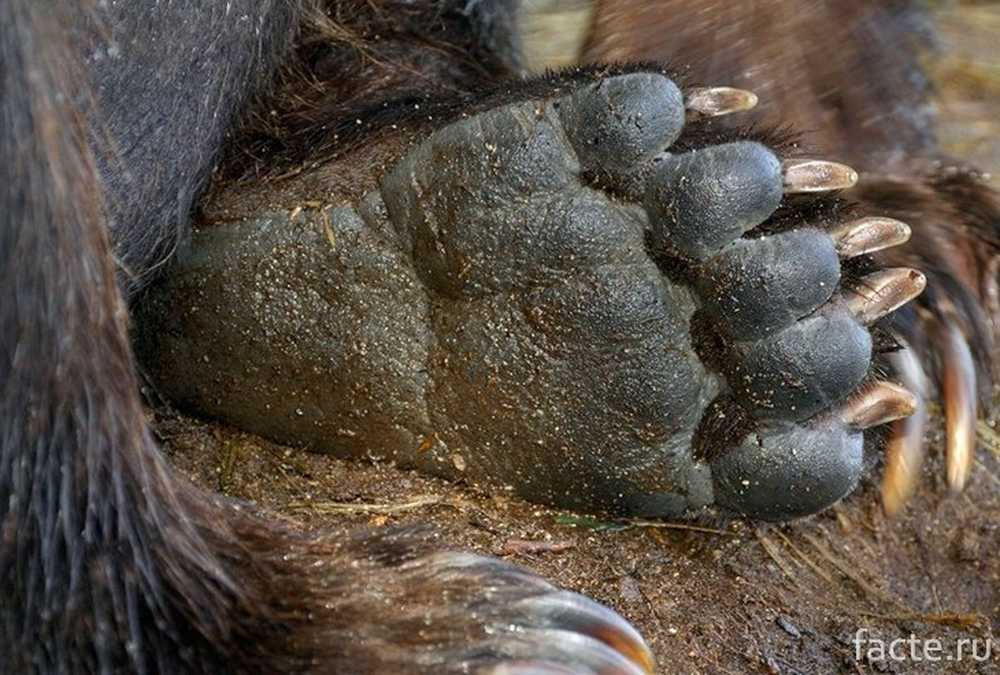 Подошвы лап. Лапы медведя.