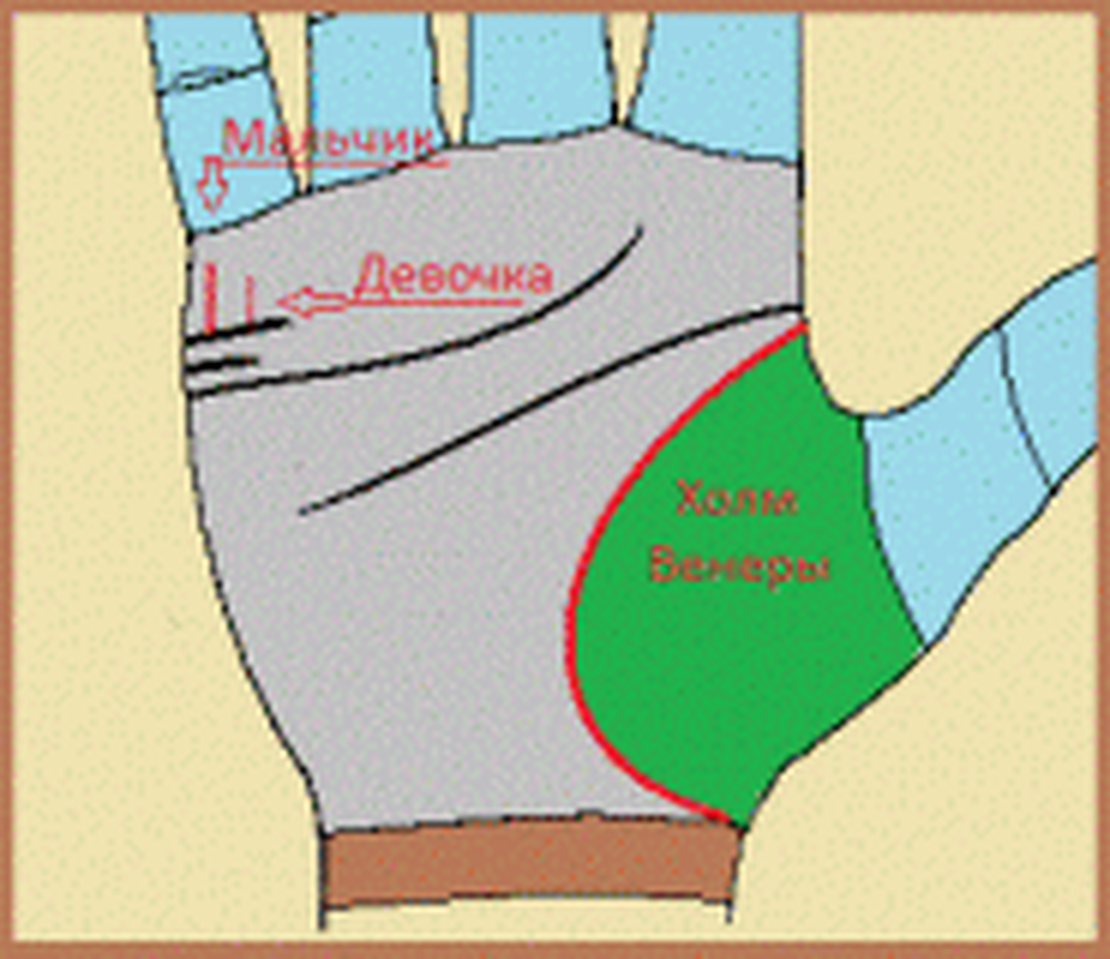 Линия жизни на руке как определить сколько. Холм Венеры хиромантия. Хиромантия линия Венеры. Холм Меркурия хиромантия. Линии на Холме Венеры хиромантия.