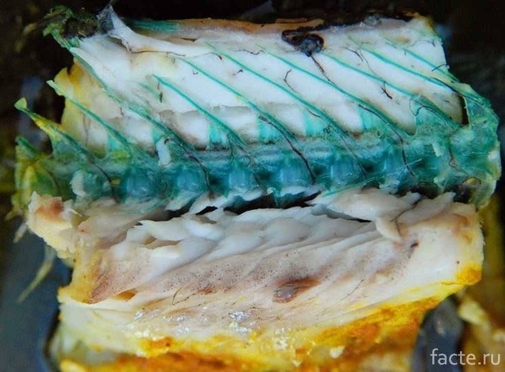 Рыба с зелеными костями. Рыба с зелеными костями. Рыба с зелеными костями. Сарган черноморский. Рыбка с зелеными костями.