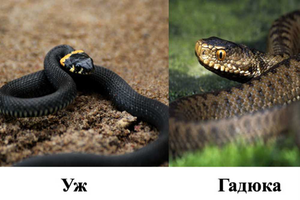Уж да уж картинки