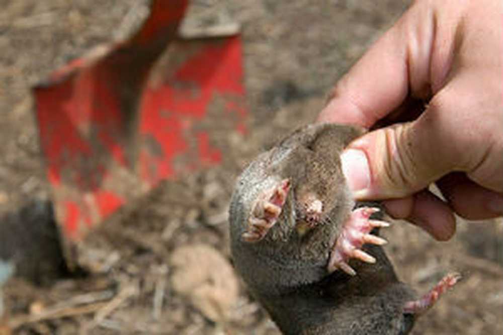 Кроты и борьба с ними. Крот слепыш обыкновенный. Кроты и борьба с ними. Кроты на газоне. Борьба с кротами.