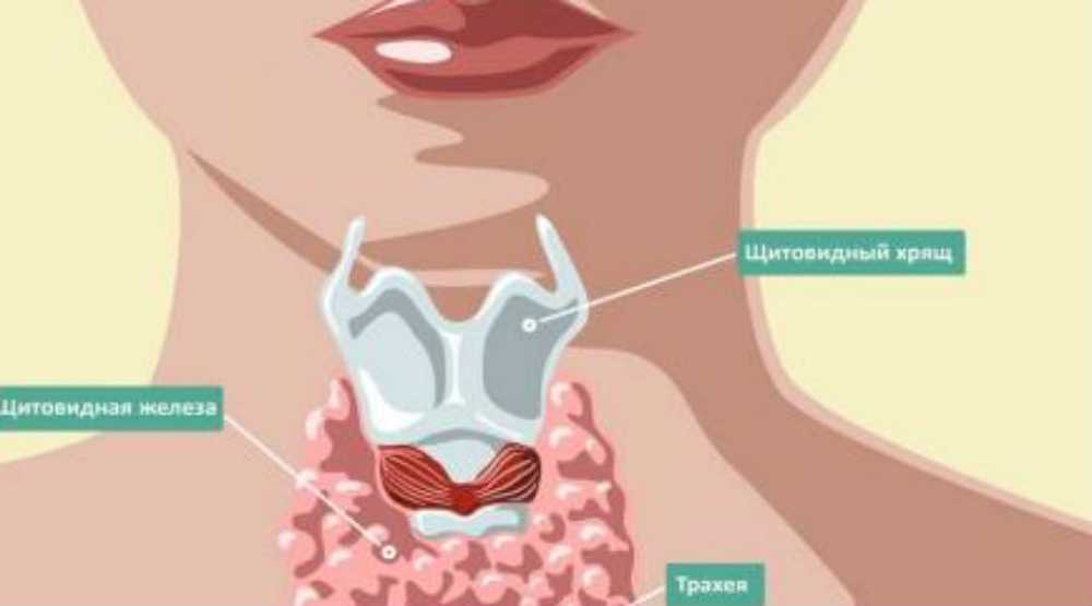 Глоток обращаться. Косточки в щитовидной железе. Трахея и щитовидная железа.
