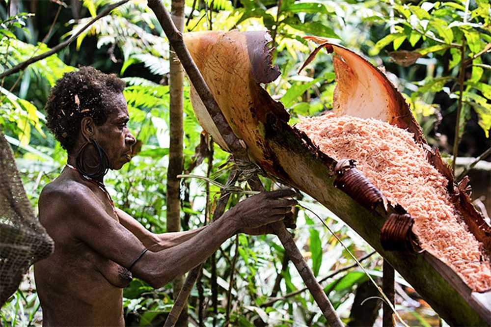 Дерево людоед. Новая Гвинея. Племя КОРОВАИ. Племя КОРОВАИ Папуа новая Гвинея. Племя КОРОВАИ из Папуа.