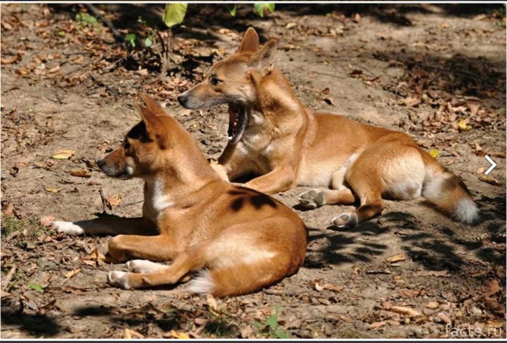 Дикая собака видео. Порода новогвинейская поющая собака. Дикие собаки. Дикие собаки в природе. Дикая собака в древности.