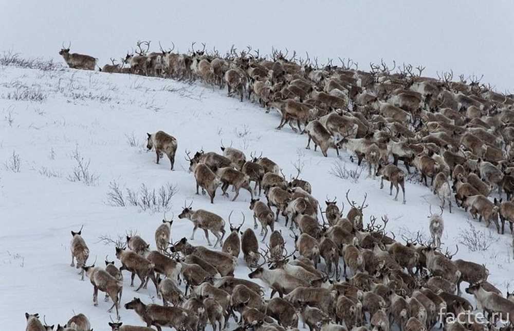 Звери чуют кочующие стада ставишь. Плато Путорана миграция оленей. Путорана популяции дикого Северного оленя. Миграция северных оленей. Стадо северных оленей в тундре.