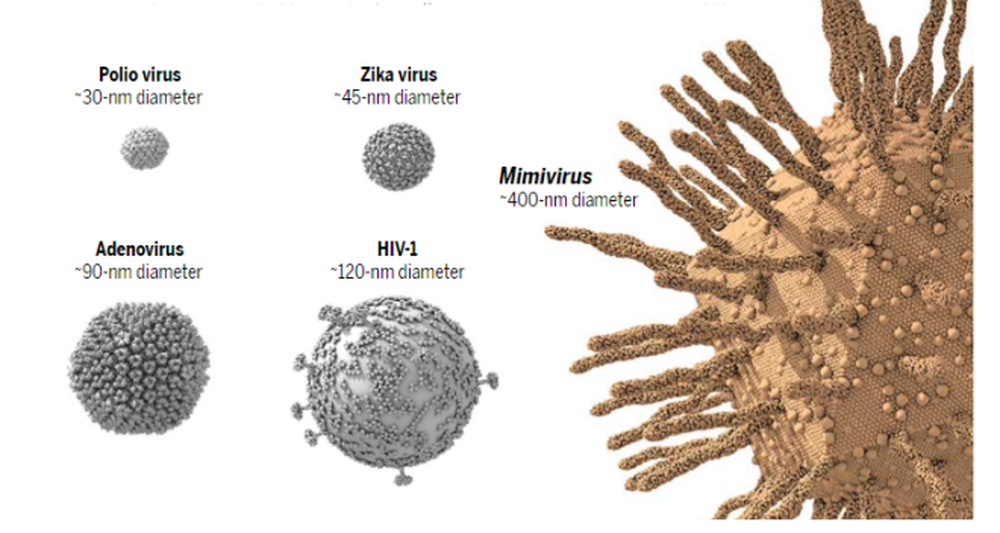 Find viruses. Гигантские вирусы. Гигантские мимивирусы. Древние гигантские вирусы. Самый гигантский вирус.