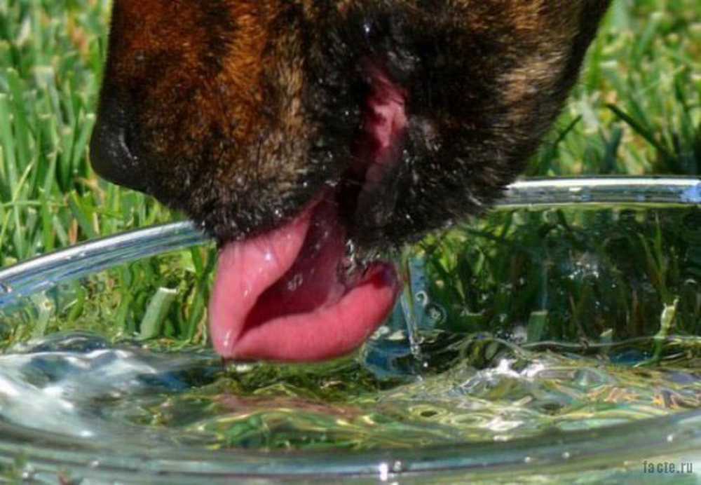 Собака плохо пьет. Собака пьет. Собака лакает. Собака лакает воду. Собака пьет воду.