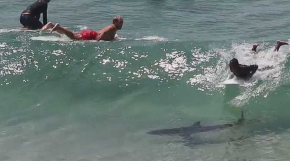 Нападение акулы в море