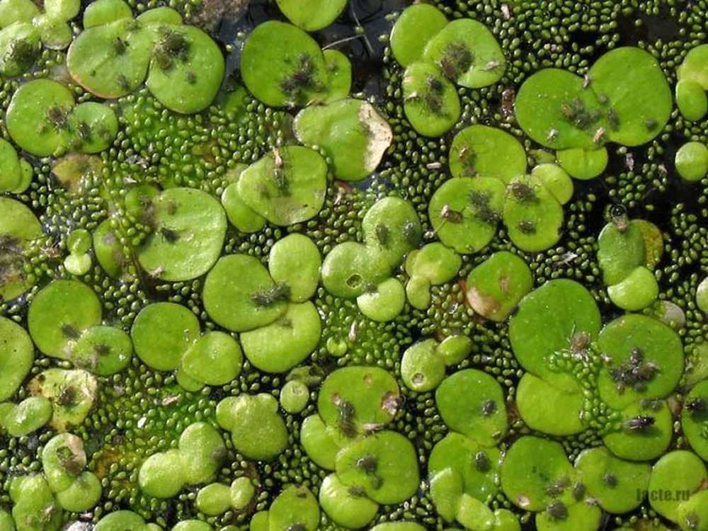 Вольфия без корешковая. Ряска вольфия. Ряска вольфия. Вольфия шаровидная. Ряска вольфия.
