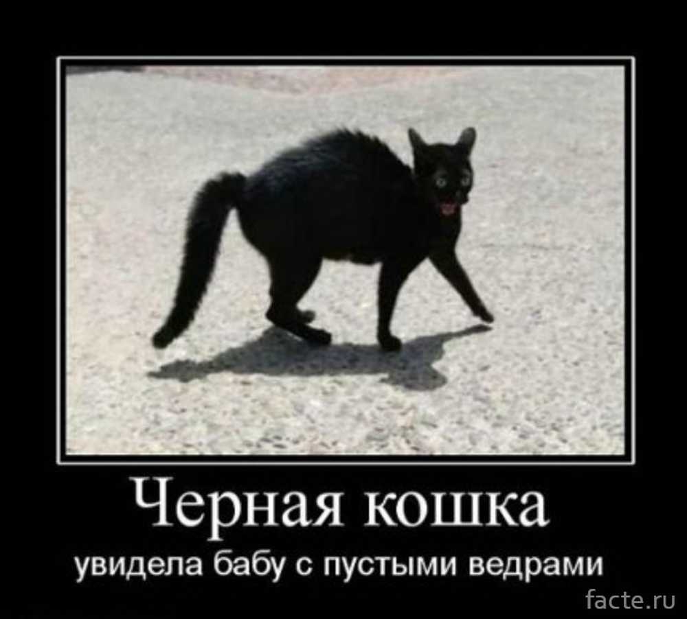 Жесткий черный юмор. Черный кот юмор. Говорят не повезет если черный кот. Шутки про черных котов. Черная кошка демотиватор.