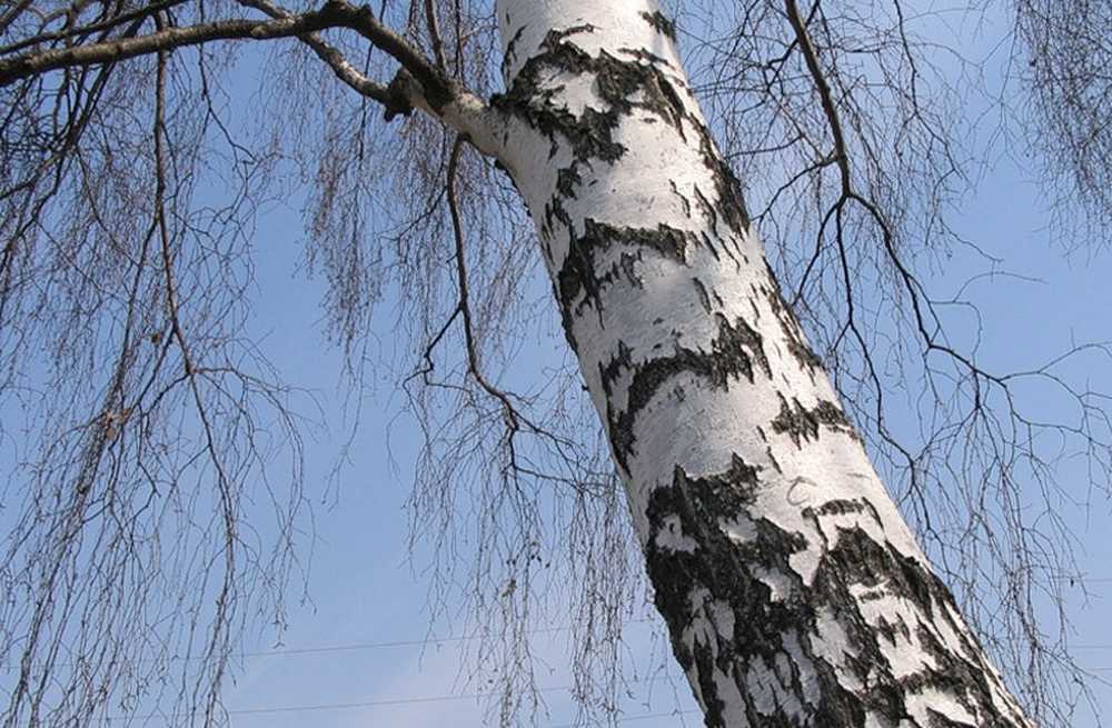 Фото Молодых Деревьев