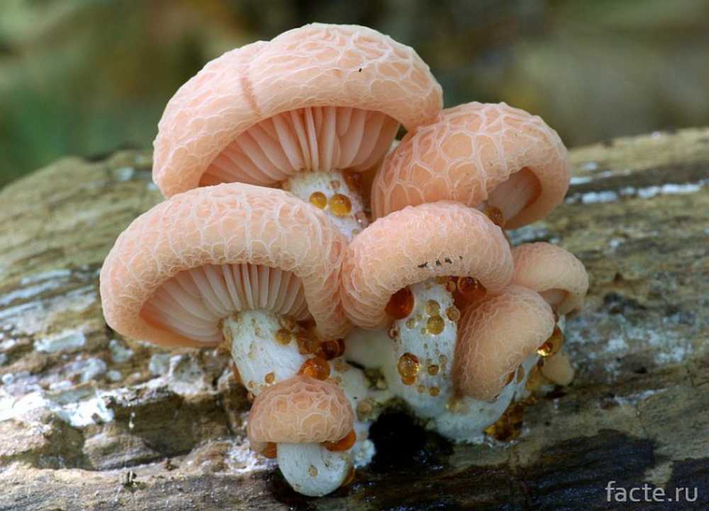 Гриб Родотус дланевидный. Гриб Родотус розовый. Родотус дланевидный (Rhodotus palmatus). Родотус дланевидный описание. Необычные грибы. Гриб Родотус дланевидный. Гриб Родотус розовый. Родотус дланевидный (Rhodotus palmatus). Родотус дланевидный описание.