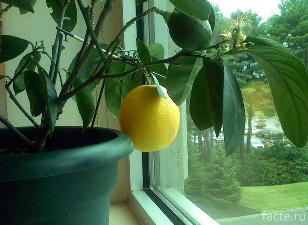 Как ухаживать за лимонами за начинающими. Лимон Пандероза. Цитрус (комнатное растение) лимон Мейера. Пандероза лимон косточки. Лимон на подоконнике.