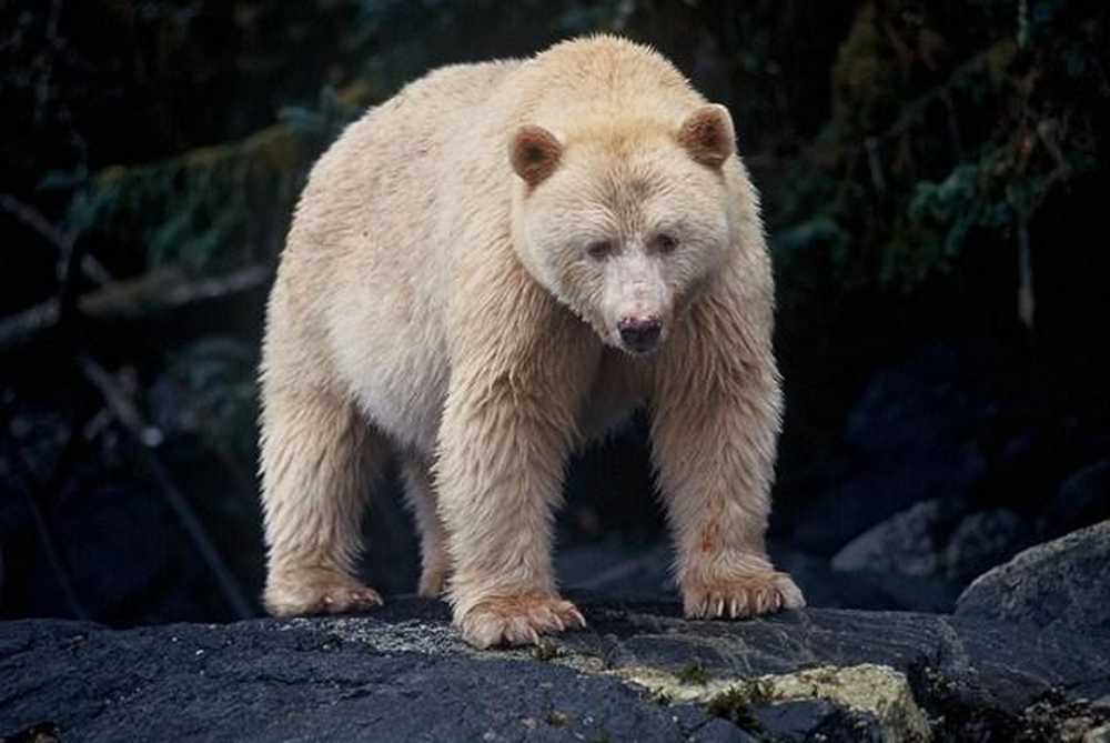 Окрас медведей. Медведь. Африканский медведь. Светлый бурый медведь. Медведь в Африке.