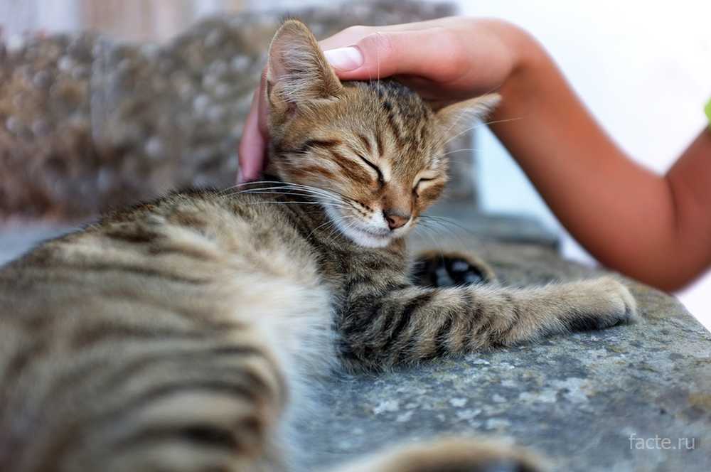 Девушка гладит кота