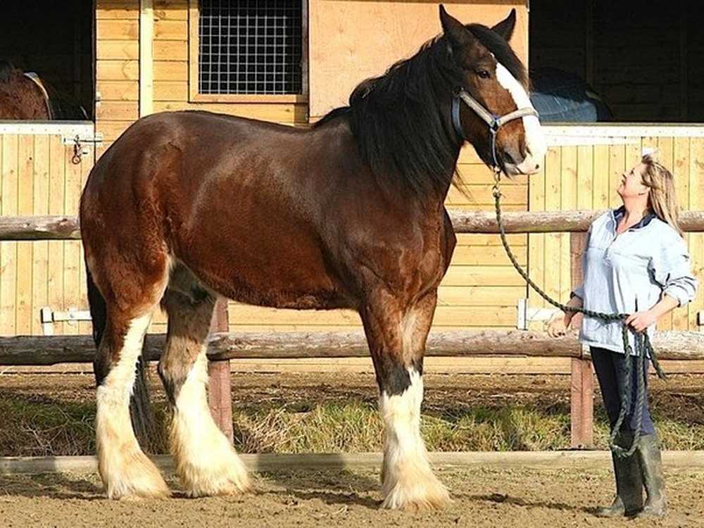 Большой лошади фото