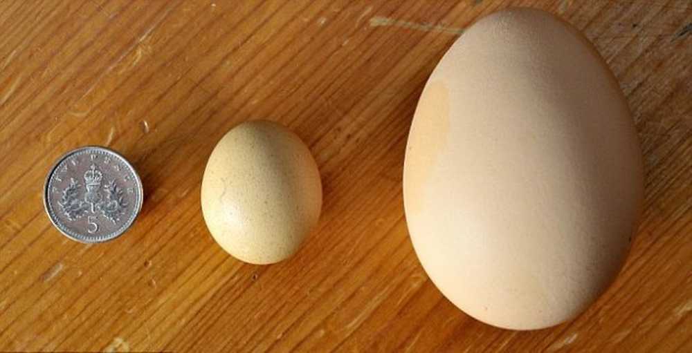 Самое сильное яйцо. Маленькие яйца. Маленькие куриные яйца. Самое маленькое куриное яйцо. Птичьи яйца.