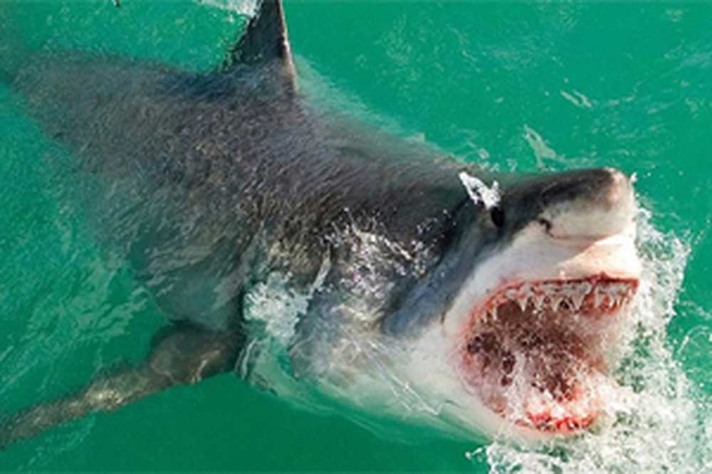 Правда что акулы боятся пузырьков. Акула белая, акула-людоед, кархародон. Большая белая акула. Большая белая акула нападает.