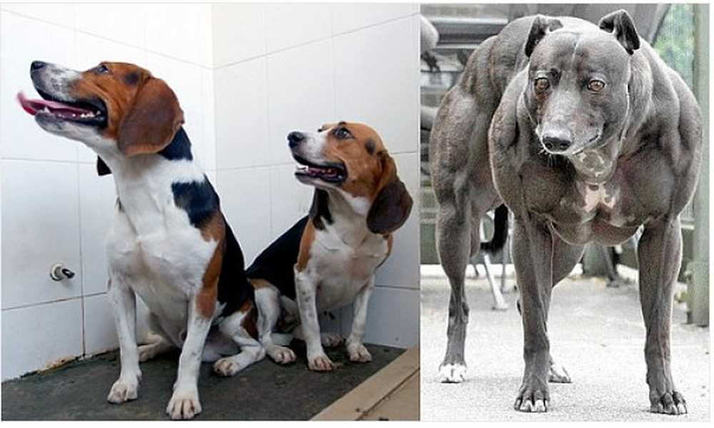 Собака вывела человека в люди. Собаки с генетическими мутациями. Порода собак генномодифицированную.